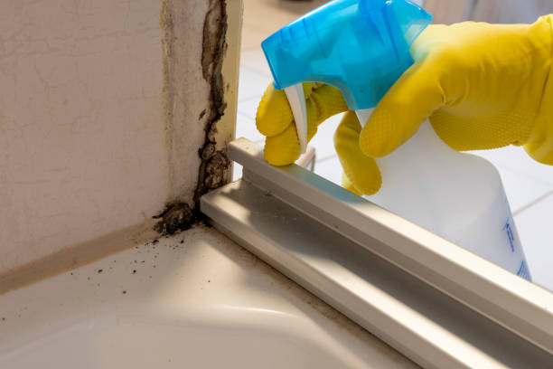 Best Mold Removal Company Near Me  in Royse City, TX