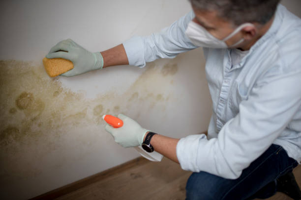 Best Black Mold Removal  in Royse City, TX