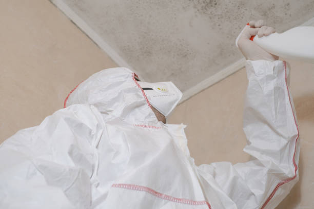 Best Local Mold Removal Service  in Royse City, TX