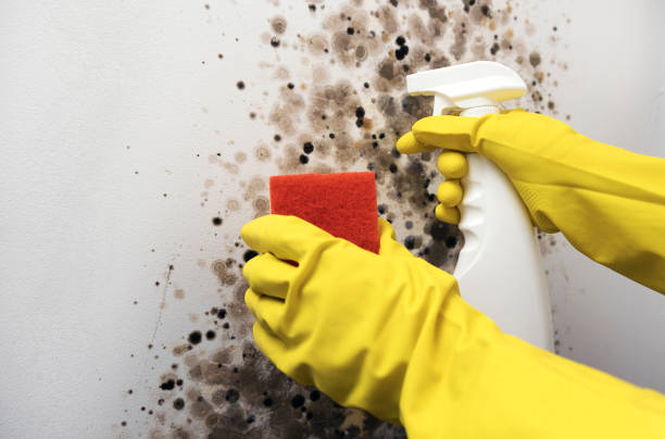 Best Toxic Mold Removal  in Royse City, TX