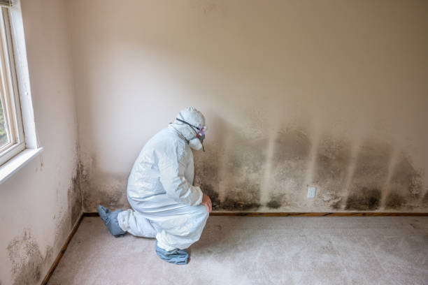 Best Mold Damage Repair  in Royse City, TX