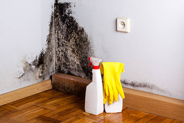 Best Mold Removal Near Me  in Royse City, TX