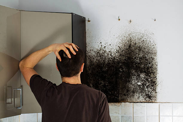 Best Local Mold Removal Service  in Royse City, TX