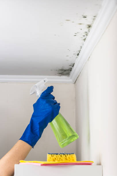 Best Attic Mold Removal  in Royse City, TX